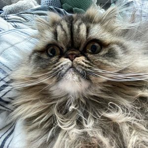 Meet your Posher, Molly